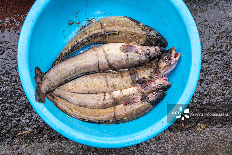 蛇头鱼图片素材
