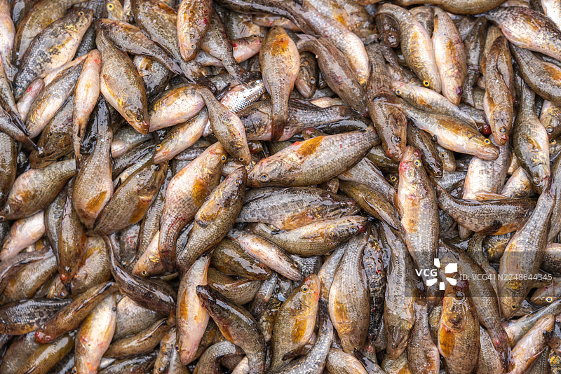 虎纹冈鲉图片素材