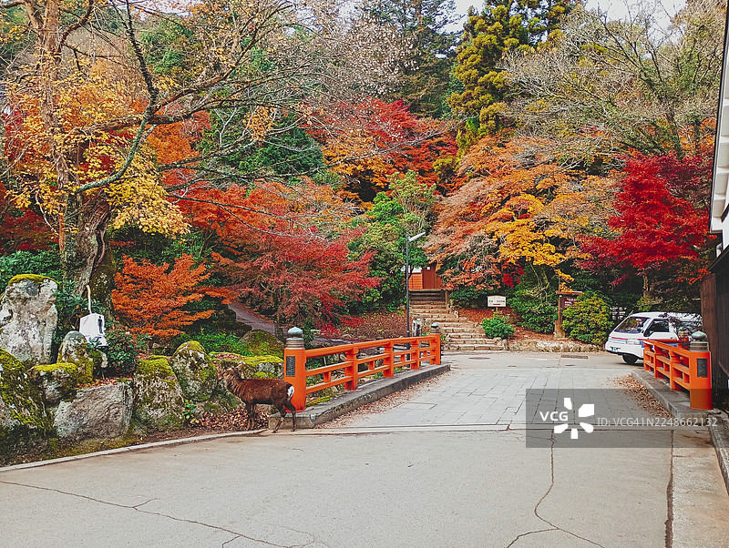 晚秋的严岛图片素材