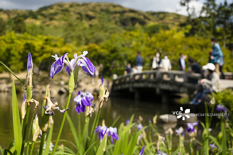 日本鸢尾花在京都圆山公园池塘边盛开图片素材