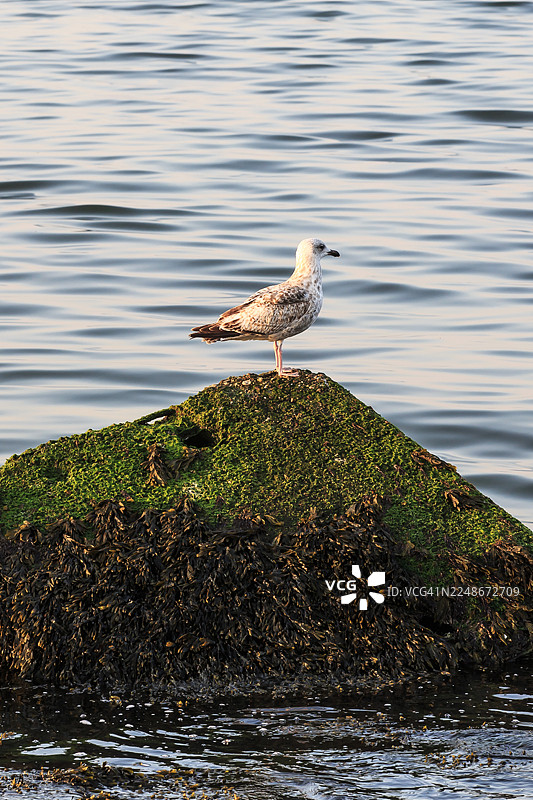 海鸥站在海中的石头上图片素材