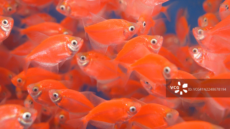 鲜艳的红鱼在生动的鱼群中格外醒目图片素材