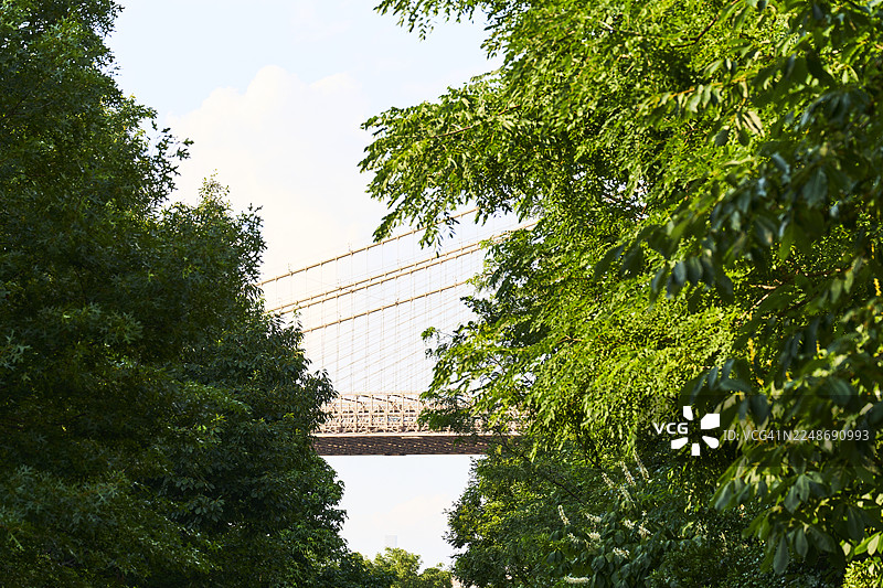 布鲁克林大桥结构从绿色绿叶中显现图片素材