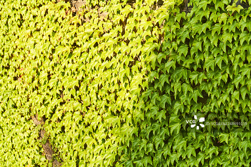 爬满常春藤的古老石头墙纹理图片素材