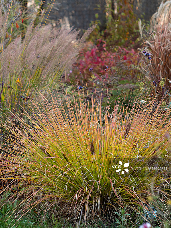 自然风格花园中的秋季观赏草，以一大丛金橙色狼尾草（含穗）为特色，周围环绕着细茎针茅的羽状穗、红色叶片的灌木以及在傍晚暖光下的晚季草本花卉。图片素材