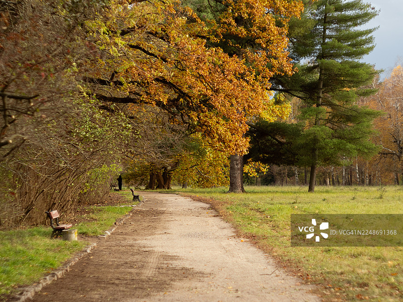 秋日公园，一条宽阔的泥土小径，两侧是草地和灌木。巨大的橡树枝叶挂着橙色的叶子，在小径上方形成拱形，右侧是高大的常绿松树。长椅靠近小径旁。图片素材