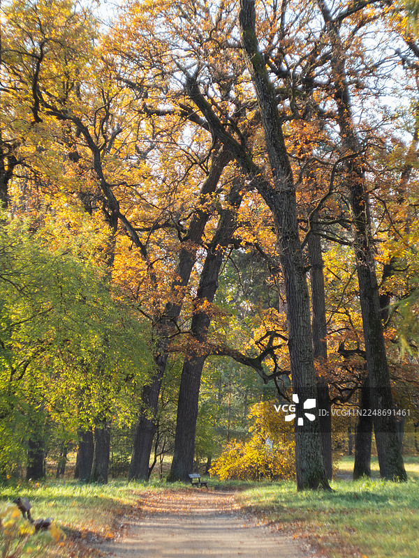 秋日森林小径，高大的橡树和金黄的叶子。温暖的阳光穿过树冠，照亮叶子，在小径上投下柔和的阴影。远处树下可见一张小长椅。图片素材