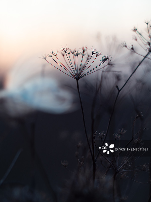 柔和的粉彩黄昏天空映衬着干枯野花的精致剪影，特写镜头，背景虚化，柔和的晚间光线营造出空灵的草甸氛围图片素材