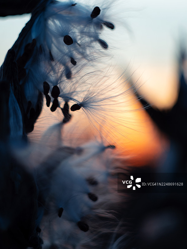 牛奶般的种子特写，丝滑的白色纤维捕捉着柔和的日落光线，漂浮的种子绒毛和棕色豆荚的详细宏观视图，营造出精致的氛围秋景图片素材