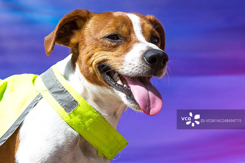 戴着黄色反光项圈的杰克罗素梗图片素材