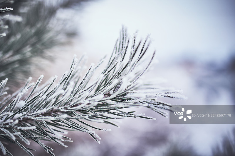 冰封的冷杉树枝图片素材