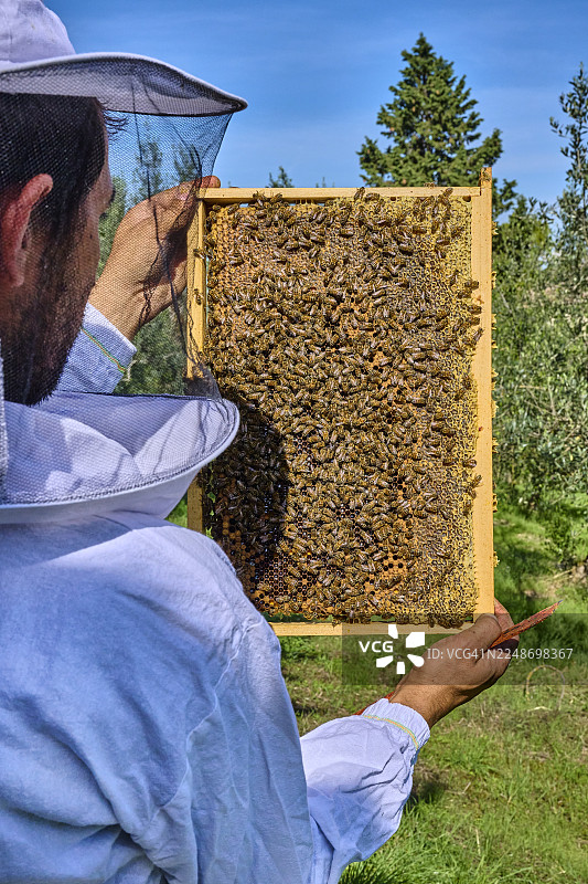 养蜂人在蜂蜜生产期间在蜂场工作图片素材