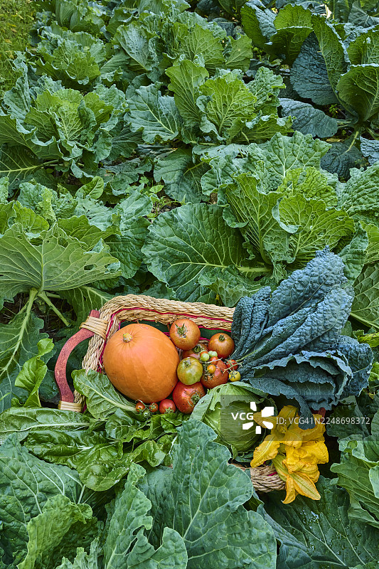 菜园里的蔬菜篮图片素材