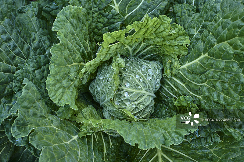 蔬菜园里的羽衣甘蓝恐龙图片素材