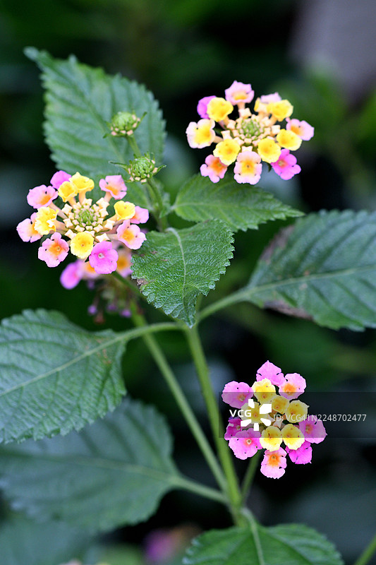 马缨丹/五色梅/繁盛的鲜艳花簇图片素材