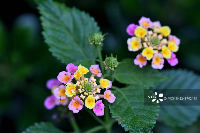 马缨丹/金花红/灌木马鞭草：鲜艳色彩的花簇盛开图片素材
