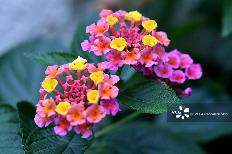 马缨丹/臭草/五色梅：盛开的鲜艳花簇图片素材