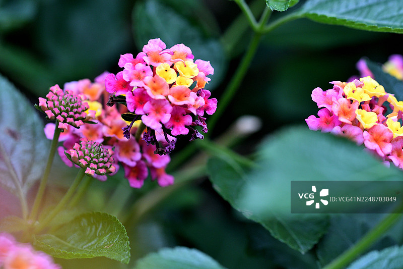 马缨丹/冈子木/繁茂的鲜艳花簇图片素材