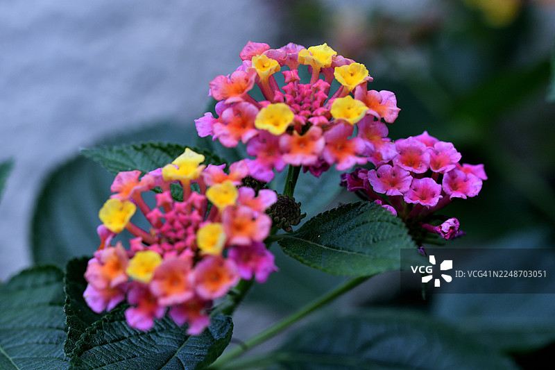 马缨丹/金鱼草/灌木马鞭草：盛开的鲜艳花簇图片素材