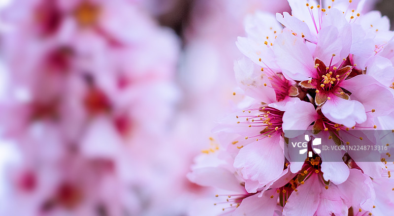春天的花朵特写图片素材