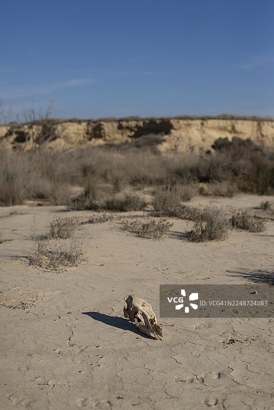 动物头骨在蓝色天空下的龟裂沙漠地面上图片素材