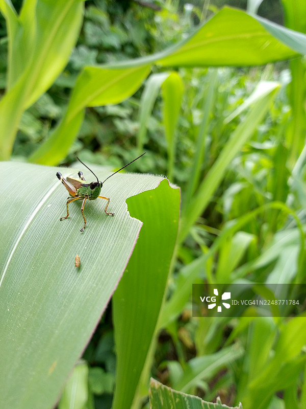 特写：玉米叶上的绿色蚱蜢，叶子上有昆虫啃食造成的损伤图片素材
