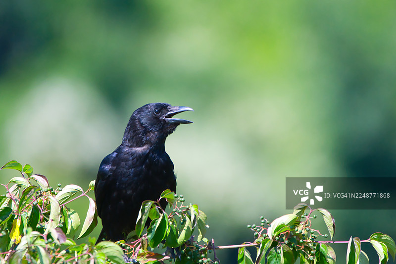 一只黑鸟的特写，它张着嘴，栖息在长满绿浆果的绿叶树枝上，背景是柔和的绿色。图片素材