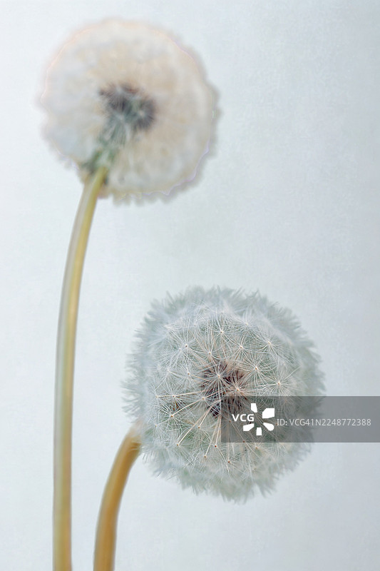 细腻蒲公英种子头特写，背景柔和浅淡，象征着脆弱与新生图片素材