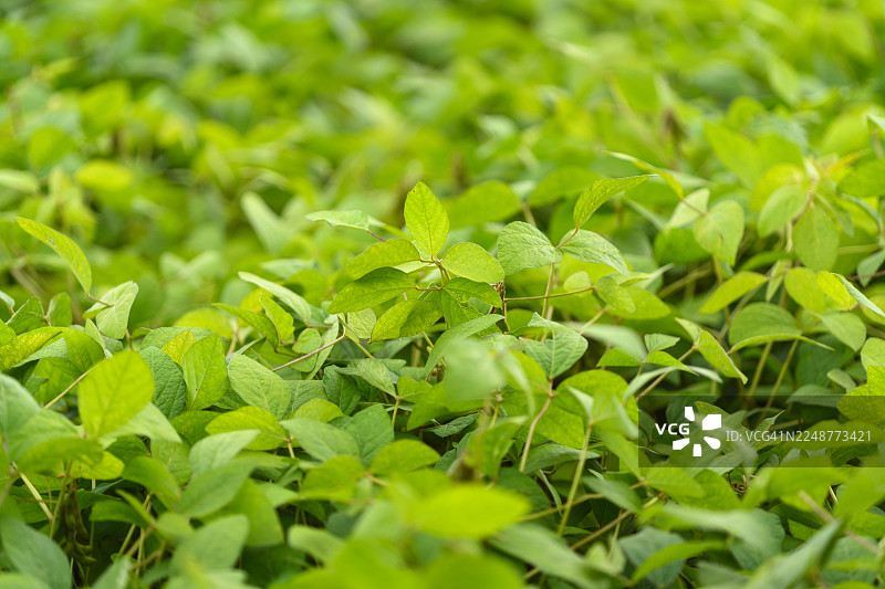 茂盛的绿色植物大量生长，营造出充满活力的自然背景图片素材