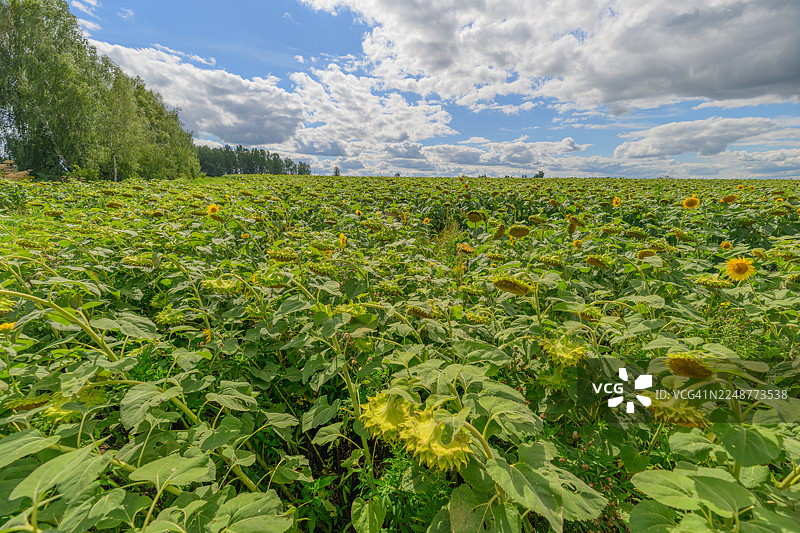 广阔的绿色向日葵田，在明媚的蓝天下点缀着几朵白云，展现着大自然的美丽和农业的丰饶图片素材