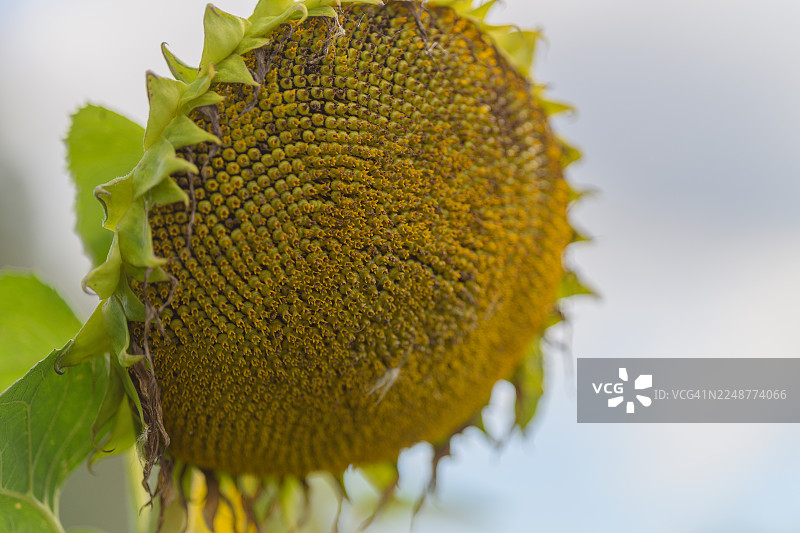 特写向日葵花盘，展示了正在发育的种子，彰显了大自然的精妙纹理和成长的美丽图片素材