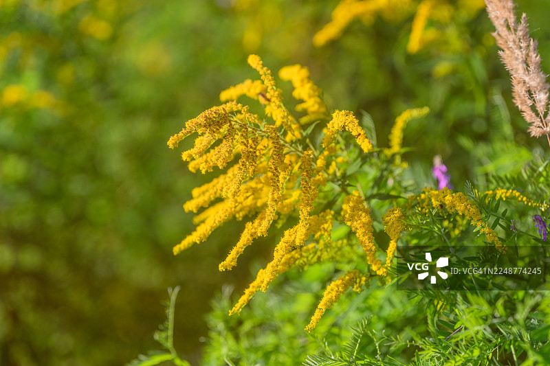 阳光明媚的日子里，繁茂的绿草地上盛开着鲜艳的金黄色一枝黄花。图片素材