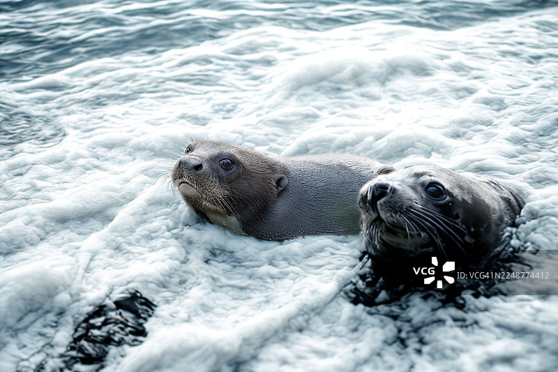 两只可爱的海狮从泡沫翻腾的海浪中探出头来图片素材