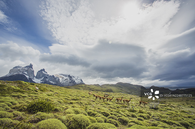 骆马在百内国家公园的翠绿田野上漫步，背景是白雪皑皑的山峰和戏剧性的天空，位于巴塔哥尼亚。图片素材