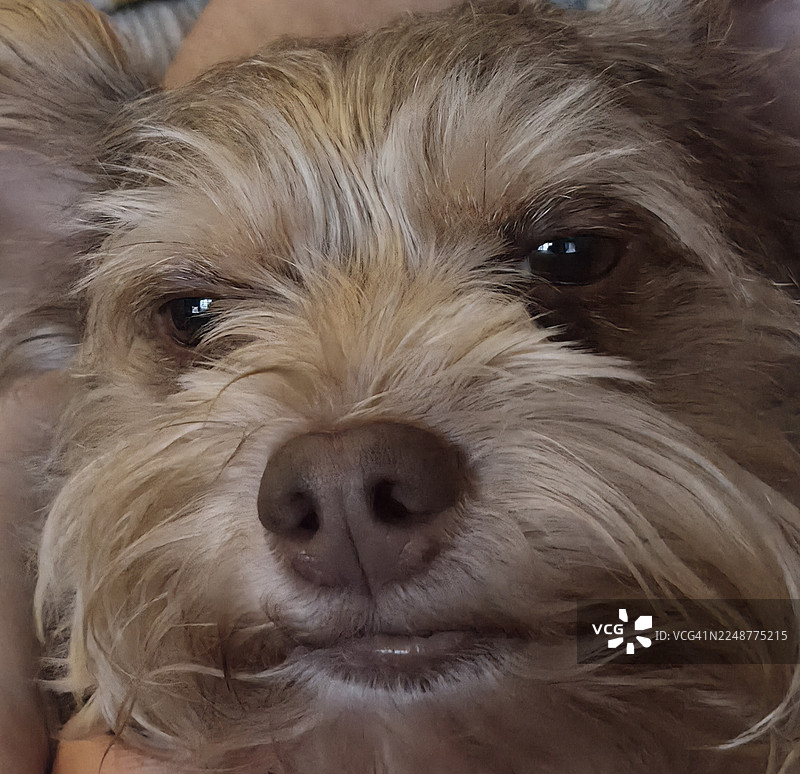 一只可爱狗狗的特写肖像，它有着杂乱的毛发和富有表现力的眼睛图片素材