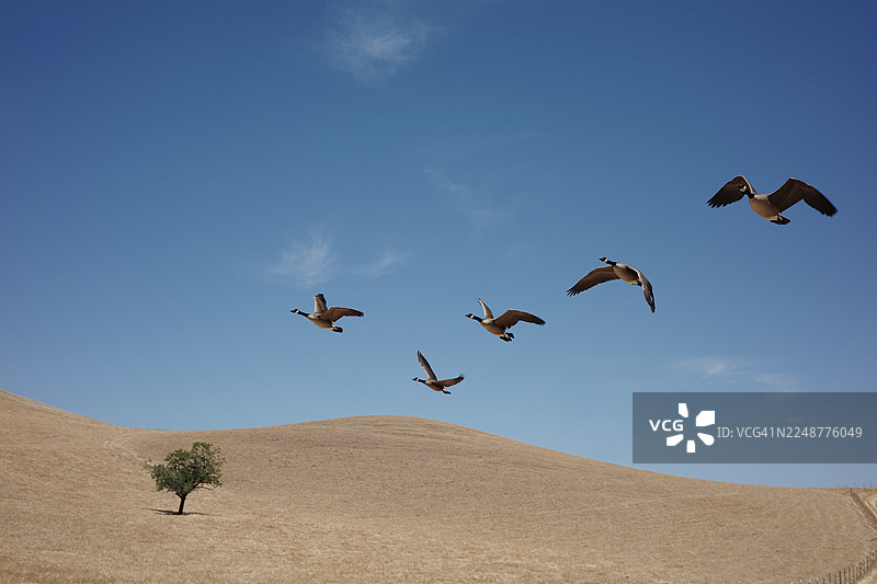 一群加拿大雁飞越干燥、起伏的山丘，山丘上孤零零地长着一棵树，天空湛蓝清澈。图片素材