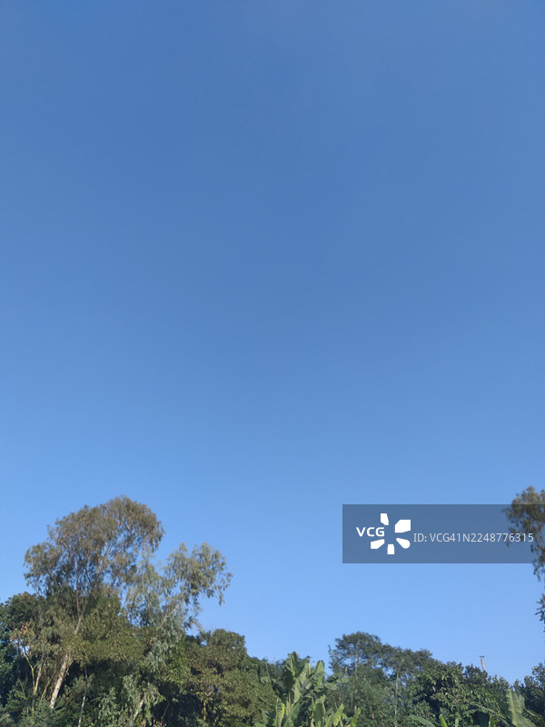 郁郁葱葱的绿树在明媚的日子里，矗立在广阔、晴朗的蓝天之下图片素材
