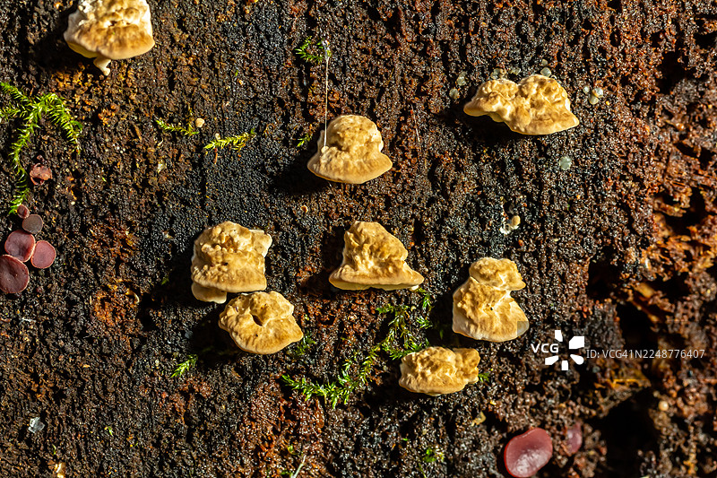 俯视视角，田野里生长着的蘑菇图片素材