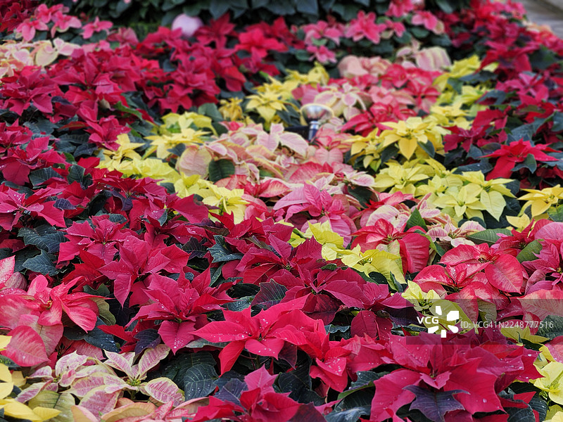 鲜艳的红色和黄色一品红植物营造出节日和多彩的展示效果，非常适合节日装饰图片素材