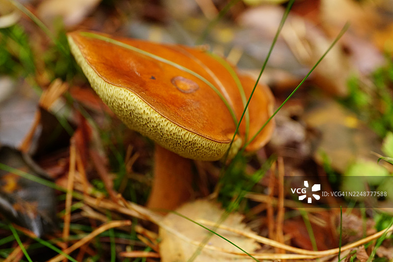 特写镜头：一朵棕黄相间的蘑菇在落叶和草丛的森林地面上生长。图片素材