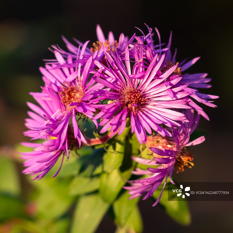 盛开的鲜艳粉色紫菀花特写镜头图片素材