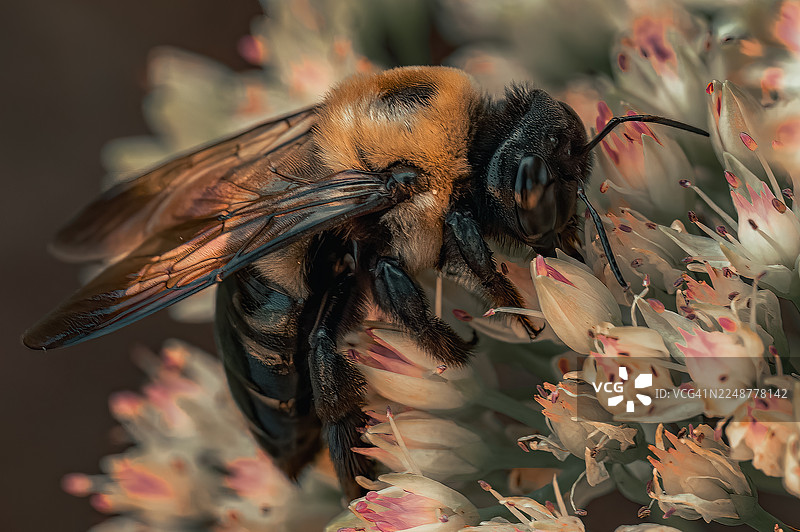 特写：一只大黄蜂正在采集一朵娇嫩的花朵，展示了其精美的细节和自然之美图片素材