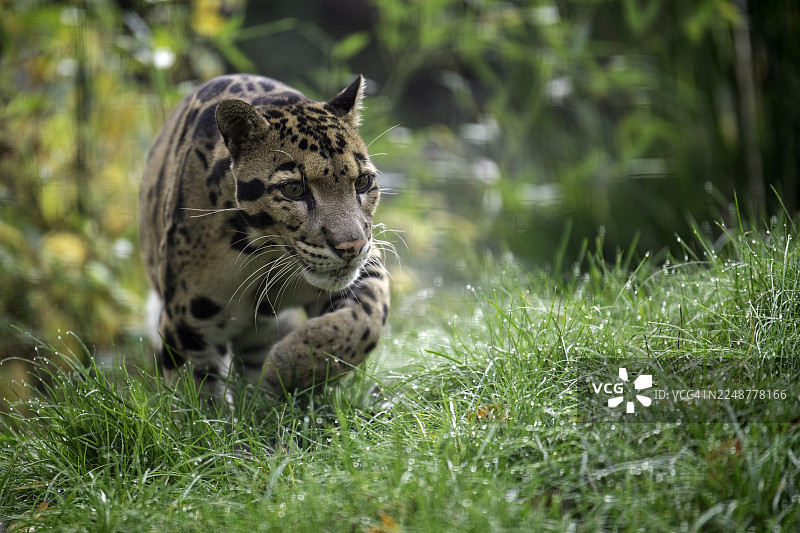 云豹在长满露珠的茂密绿草中行走图片素材