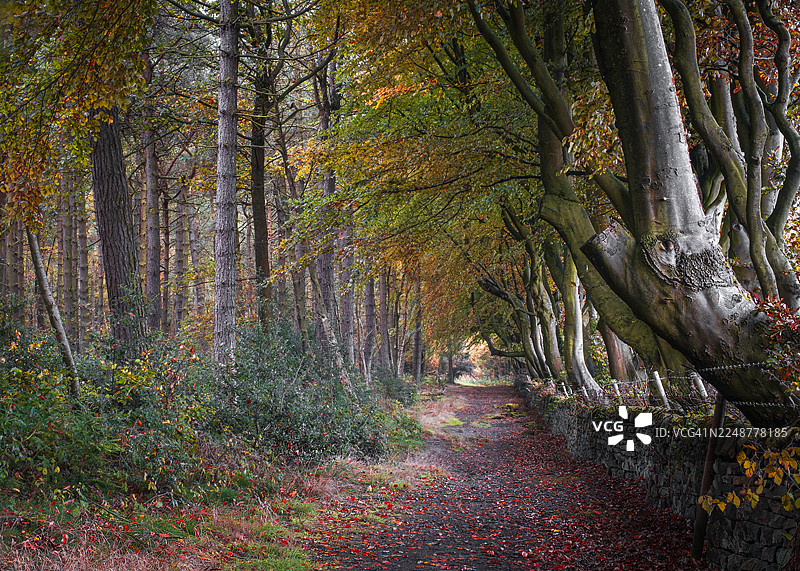 一条穿过生机勃勃的秋季森林的小径，两旁是色彩斑斓的树木和落叶，小径一直延伸至远方，德比郡谷地地区，英国图片素材