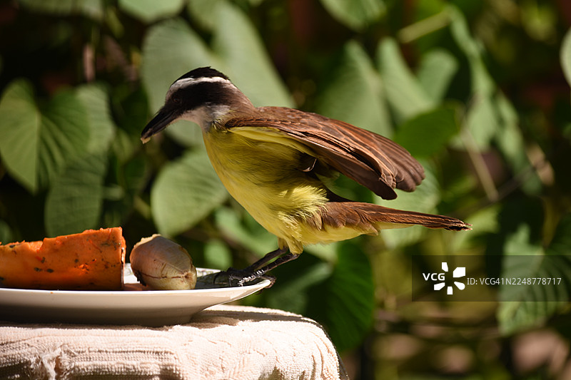 特写一只大眼霸鹟停在喂食器上，在户外自然光下享用水果图片素材