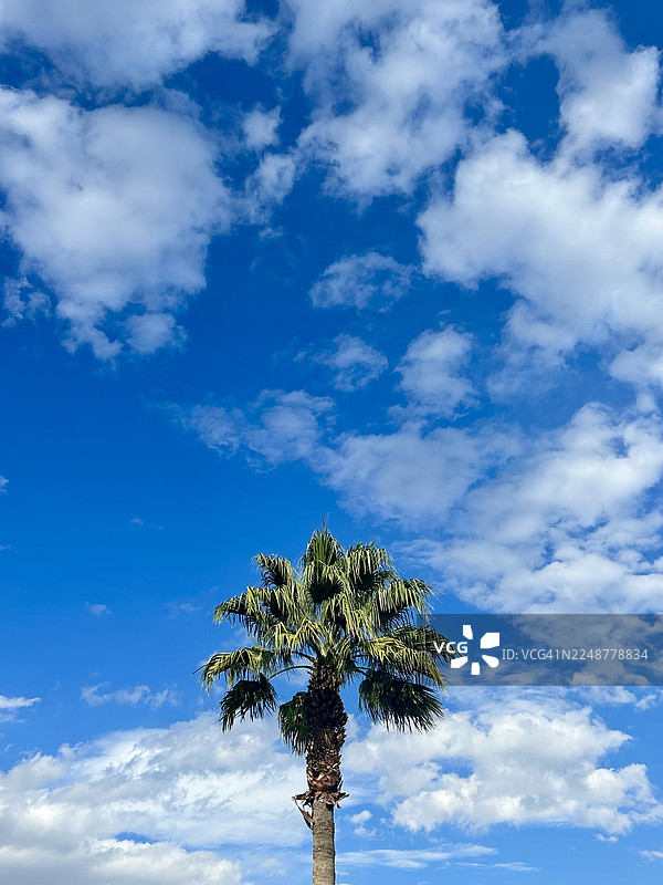 从低角度仰视棕榈树，背景是生机勃勃的蓝天和蓬松的白云，营造出热带的宁静感，土耳其图片素材