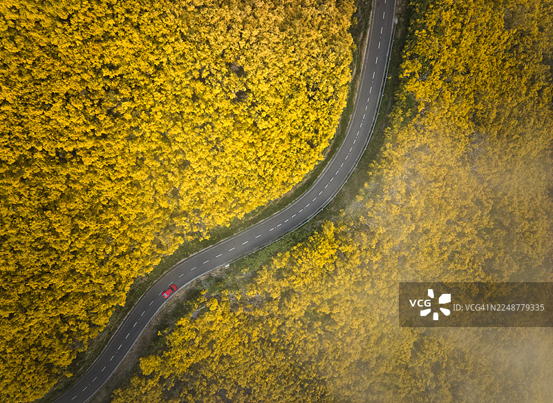 一辆红色汽车行驶在蜿蜒的道路上，道路穿过生机勃勃的黄色森林，部分被薄雾笼罩，俯瞰视角图片素材