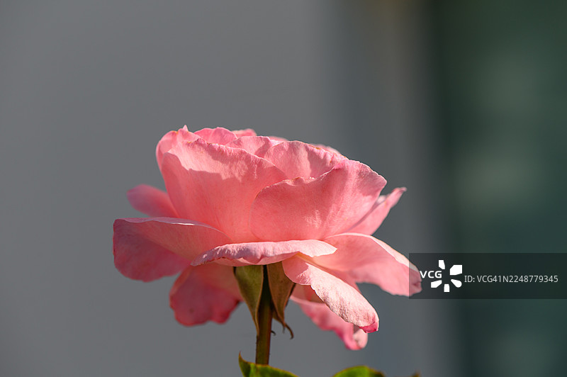 柔和光线下鲜艳的粉色玫瑰特写，展现其娇嫩的花瓣和自然之美图片素材