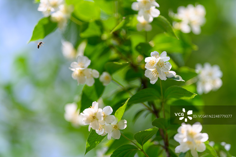 背景柔和的绿蓝色调，一根枝条上盛开着娇嫩的白色茉莉花，一只蜜蜂在空中飞舞，特写镜头。图片素材
