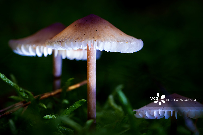 黑暗森林地面上发光的蘑菇特写，突出其精致的形态图片素材